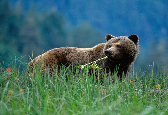 Die Great Bear Lodge