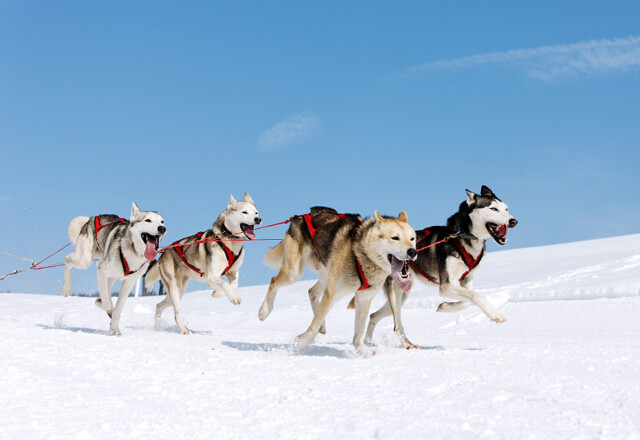 Besuch im Yukon