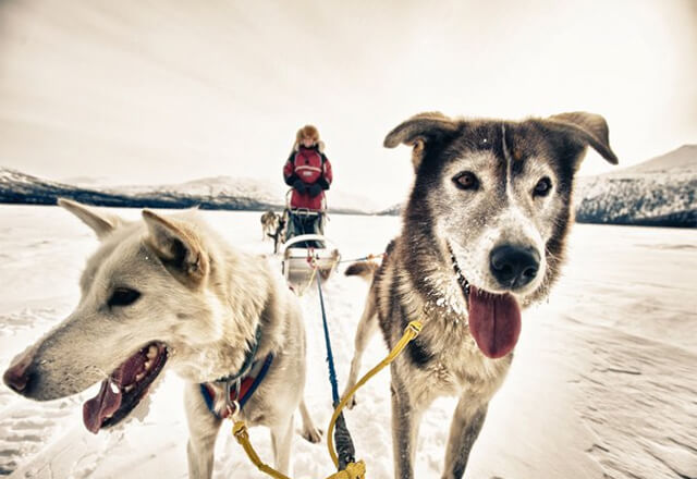 Sky High Wilderness Huskys