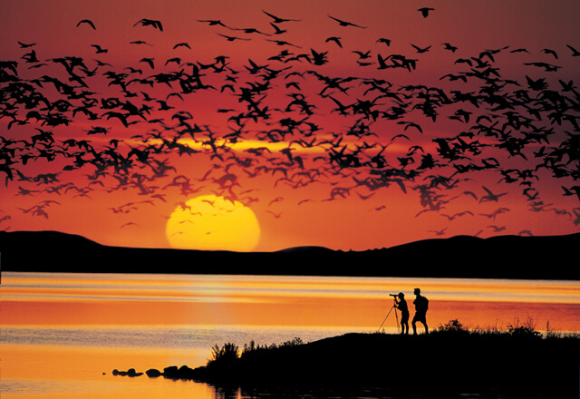 Tierwelt in den Nationalparks und der Küste von Westkanada