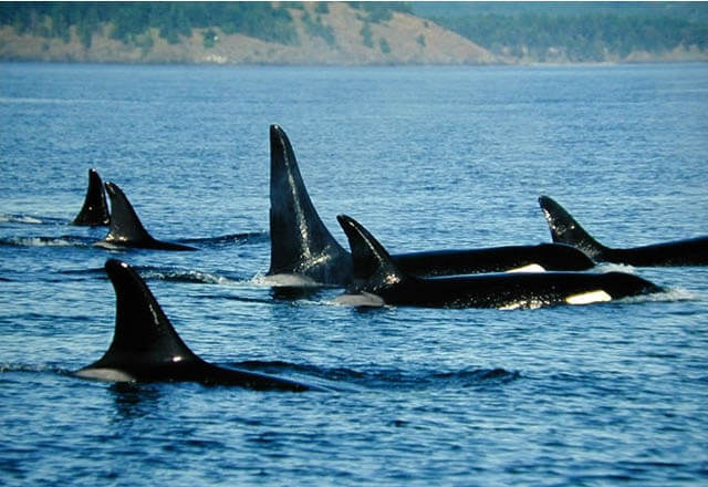 Walbeobachtung in Vancouver