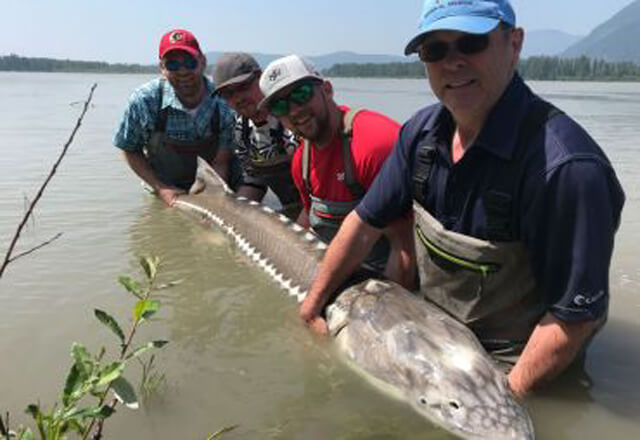 Fisch auf der Fraser River Lodge