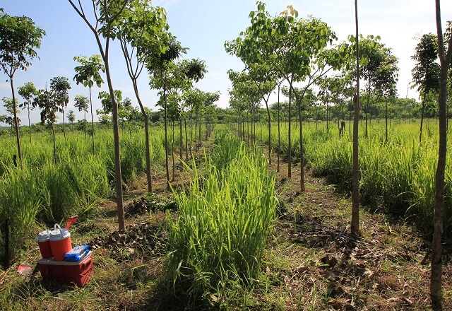 plantfortheplanet_baeume
