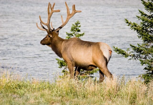 Familienurlaub in den Rockies
