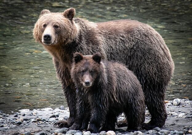 KlahooseWildernessResort Grizzly