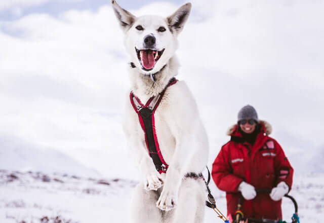 Happy Husky