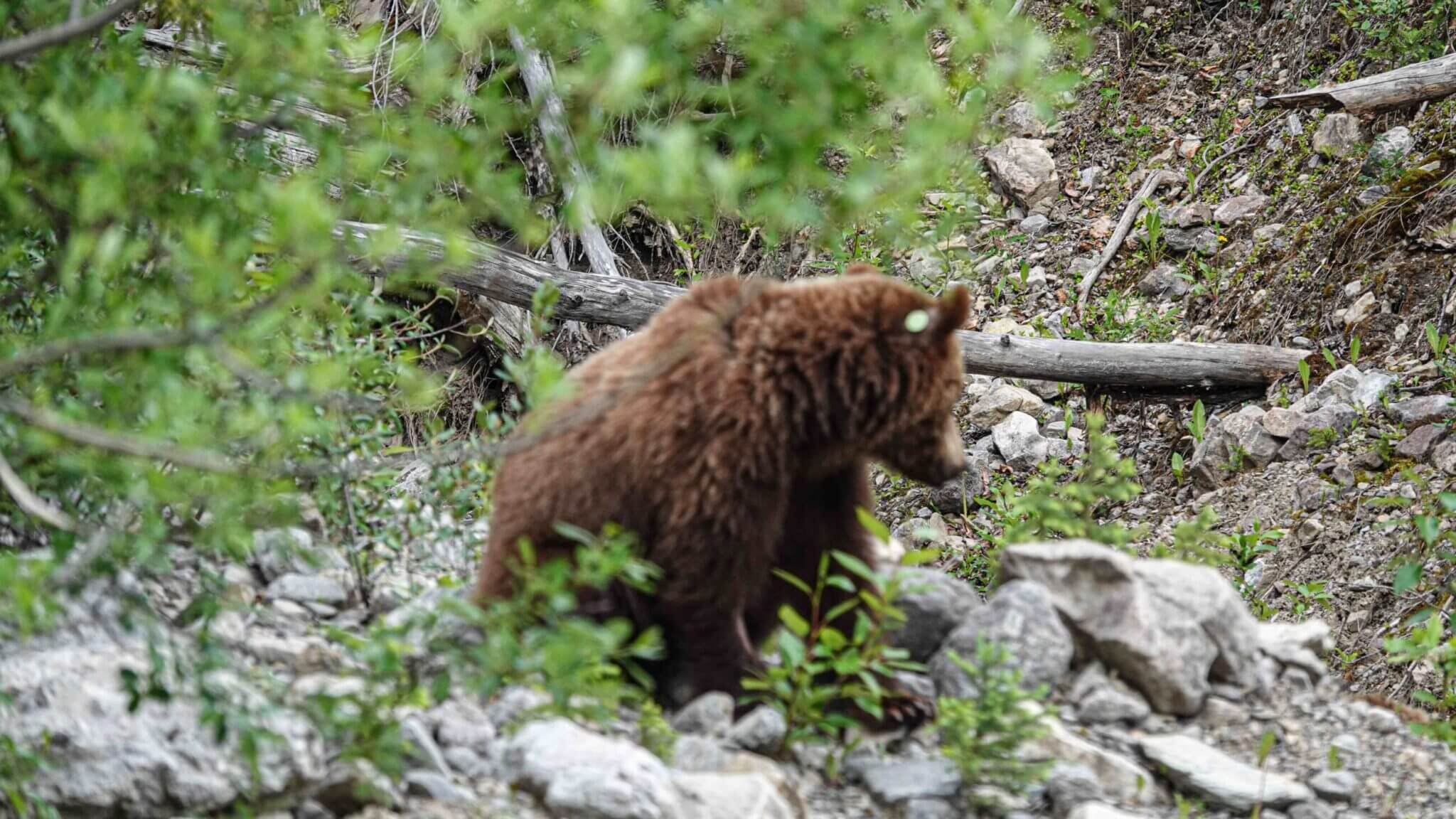 Bär im Wald