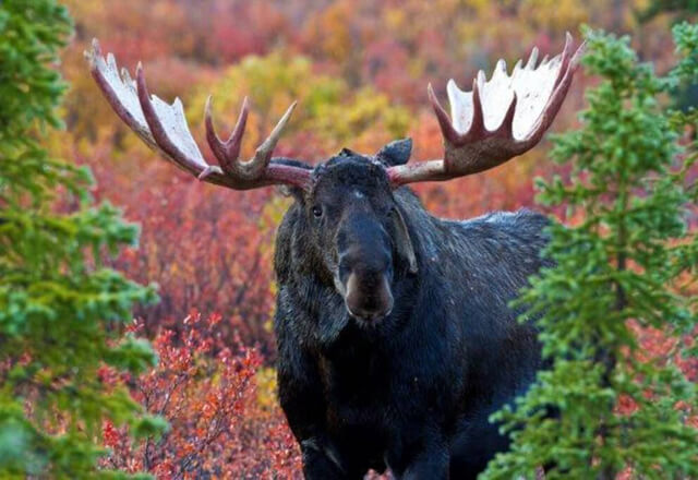 Alaska_Yukon_6