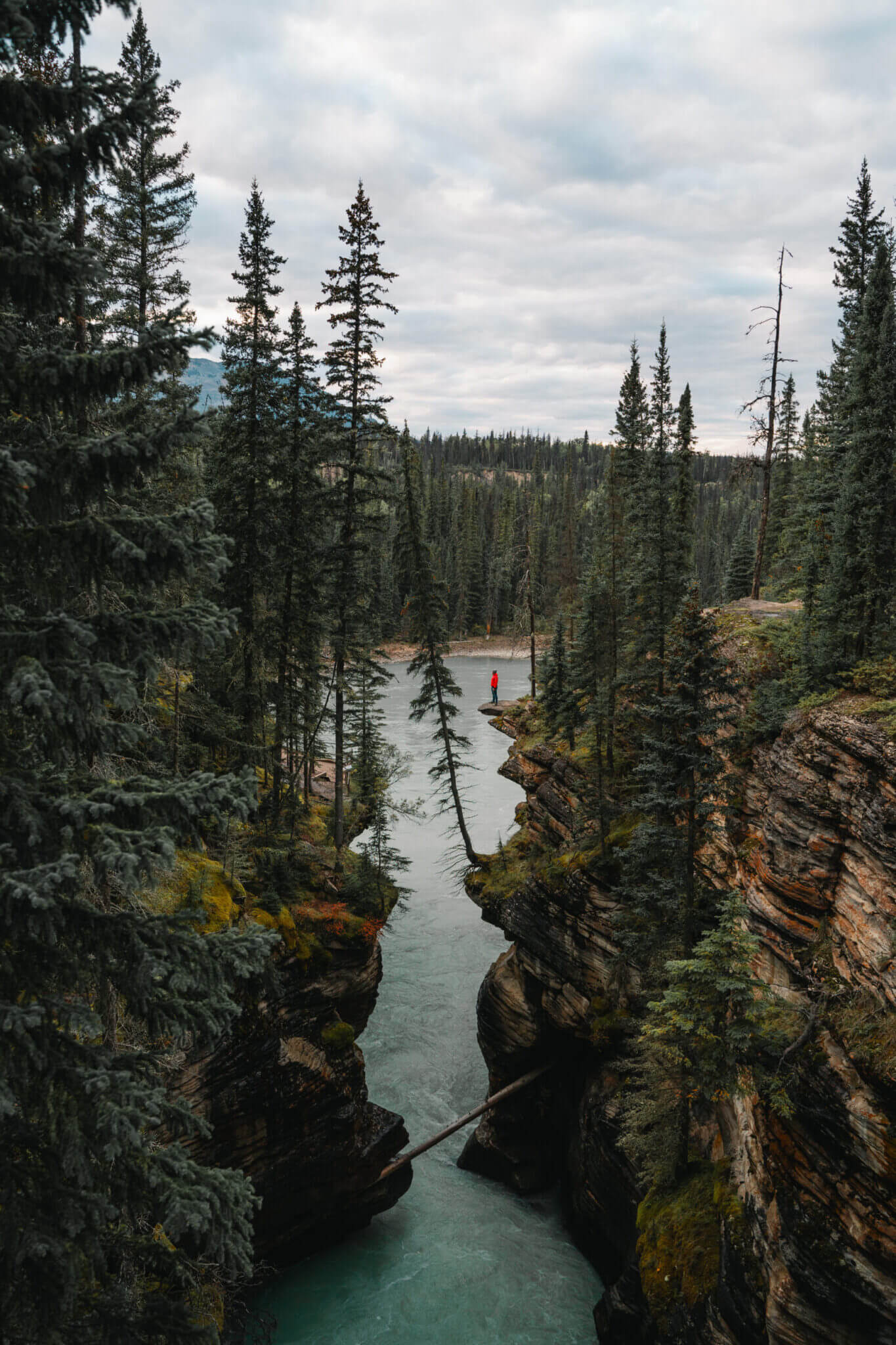 Forest Gap