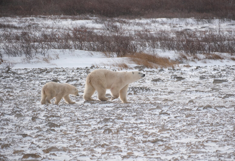 Eisbärin mit Jungem in der Hudson Bay